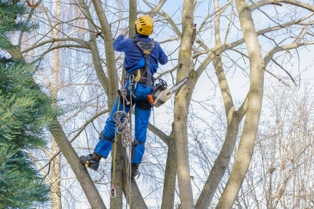 How Our Tree Care Process Works  in  Mallory, WV